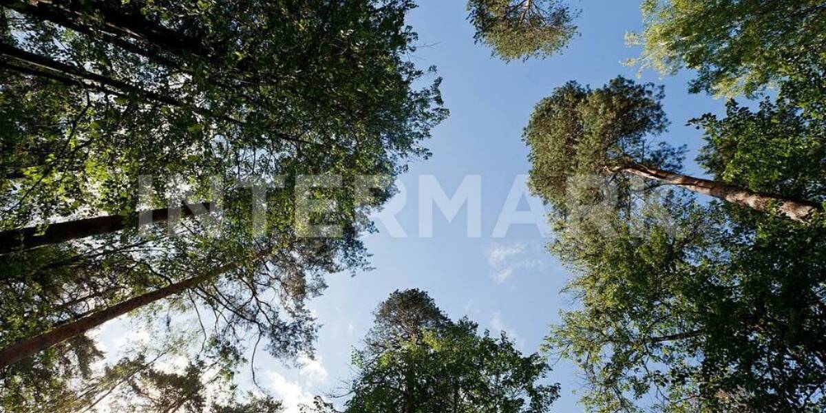 КП "СП Барвиха" Рублево-Успенское шоссе, 7 км, Фото 1