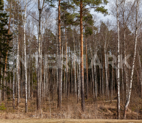 Plot, 49.6 ac Settlement &quot;Vympel (Pennant)&quot; Novorizhskoe 14 km, Photo 2