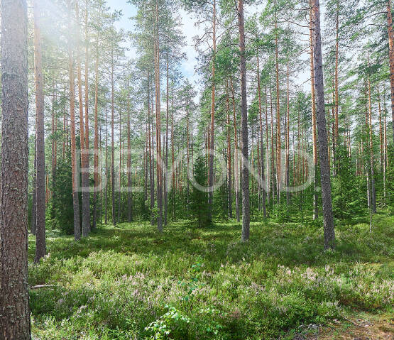 Квартира &nbsp; Санкт-Петербург г., Ленинградская область, Выборгский район, п. Ильичево, Фото 1