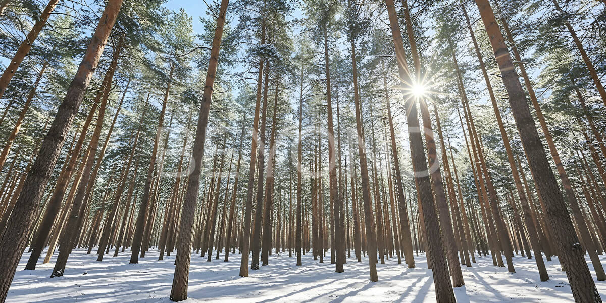 Квартира  Санкт-Петербург г., г. Сестрорецк, ул. Парковая , Фото 1