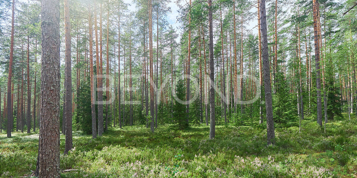 Квартира  Санкт-Петербург г., Ленинградская область, Выборгский район, п. Ильичево , Фото 1