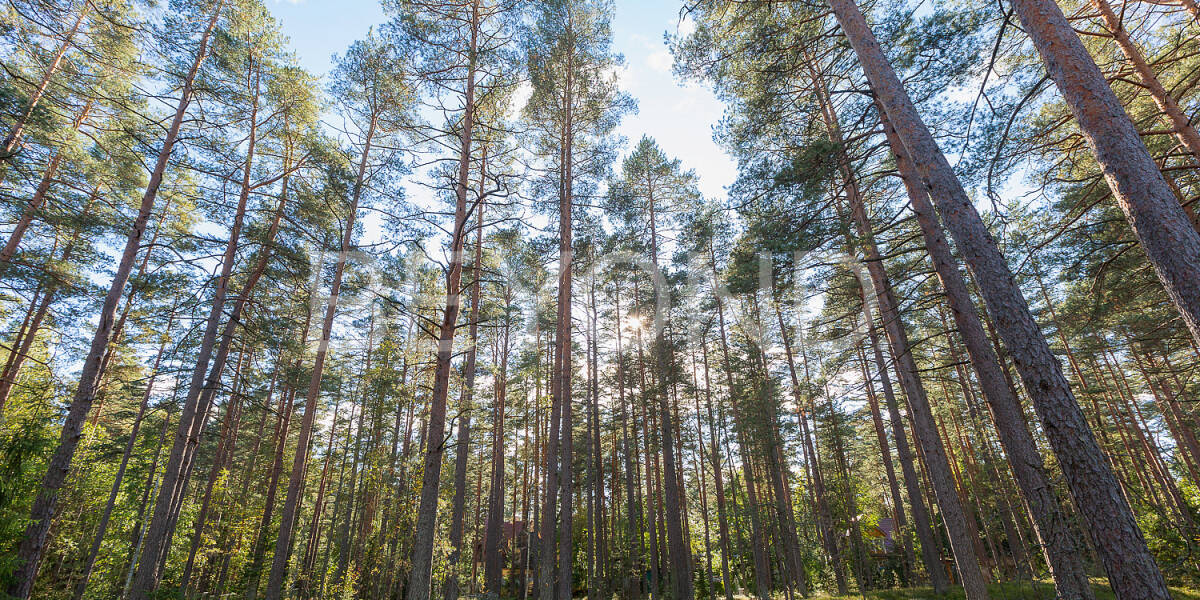 Квартира  Санкт-Петербург г., Курортный район,посёлок Комарово, Лесной пр.  , Фото 1
